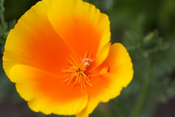 아름 다운 색된 꽃 — 스톡 사진