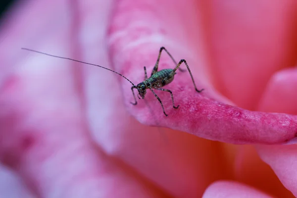 写真の緑のカマキリ — ストック写真