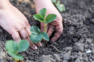 Fidan insan el ele tutuşur