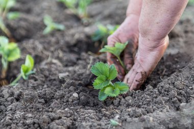 Fidan insan el ele tutuşur