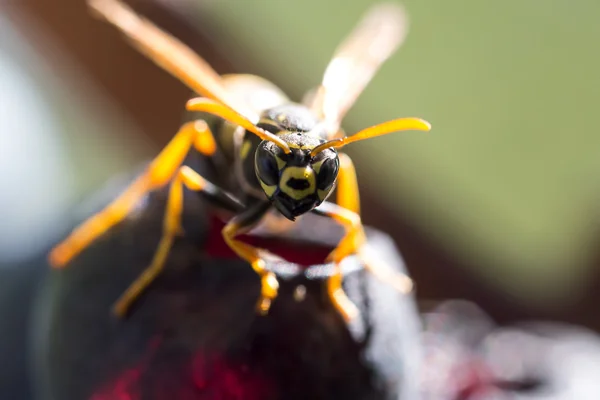 Eine Biene sammelt — Stockfoto