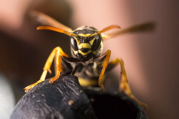 Una abeja recoge — Foto de Stock