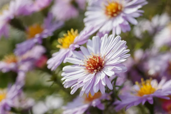 Flower — Stock Photo, Image