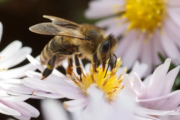The bee — Stock Photo, Image