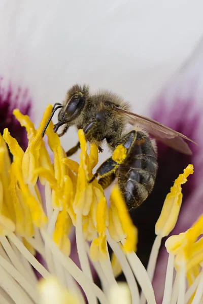 La abeja — Foto de Stock