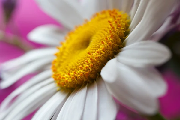 Papatyalar — Stok fotoğraf