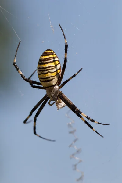 Araña — Foto de Stock