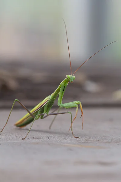 Mantis. — Foto de Stock