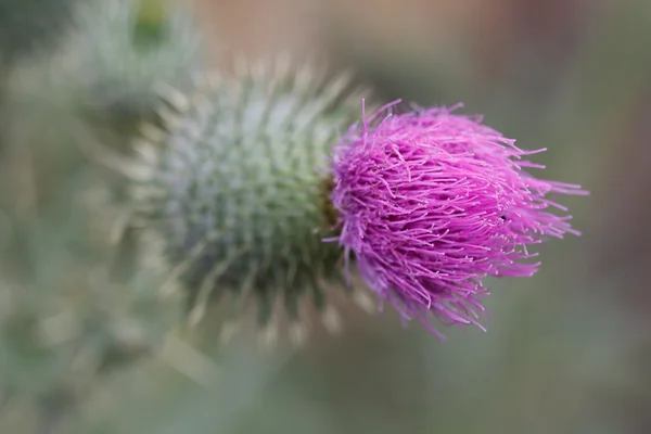 Flor — Foto de Stock