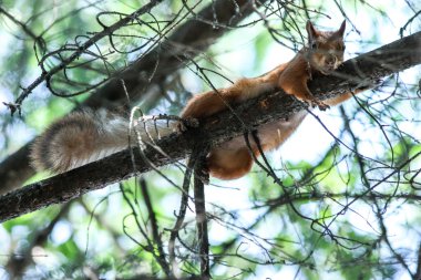 parkta tüylü sincap