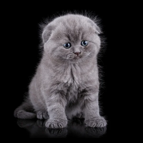 Droeve kitten — Stockfoto