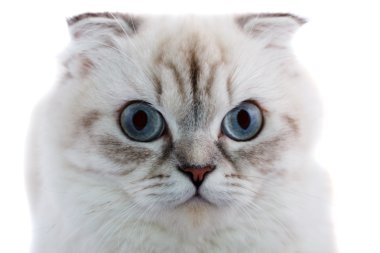 Lop-Eared kedi