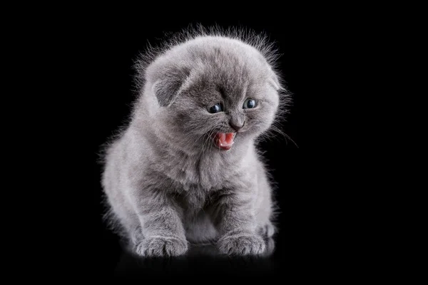 Droeve kitten — Stockfoto