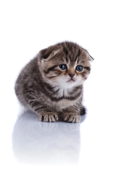 Lop-eared kattunge royaltyfrie gratis stockfoto