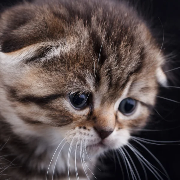 Droeve kitten — Stockfoto