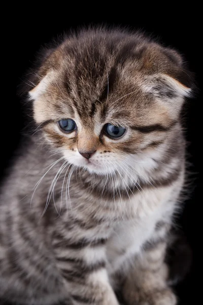 Gatinho-de-orelhas-lop — Fotografia de Stock