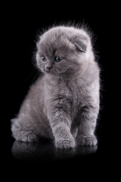 Gatinho-de-orelhas-lop — Fotografia de Stock