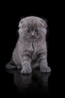 Lop-Eared yavru kedi