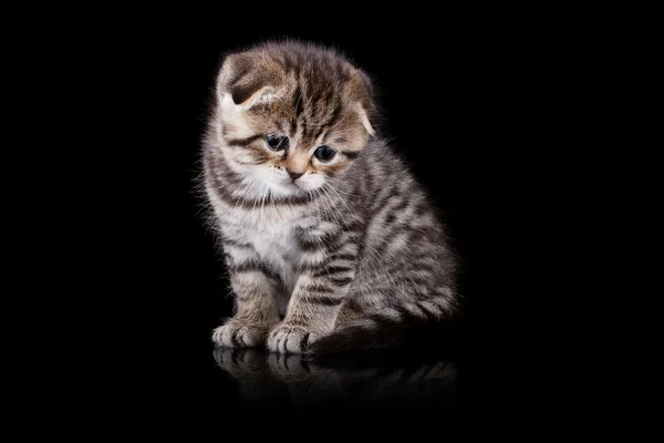 Lop-eared 새끼 고양이 — 스톡 사진