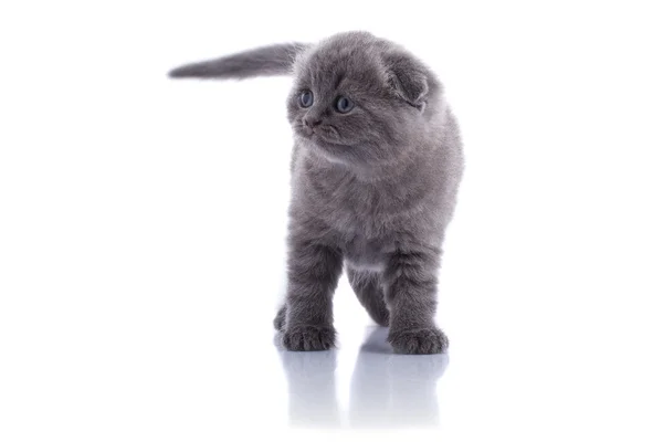 Droeve kitten — Stockfoto