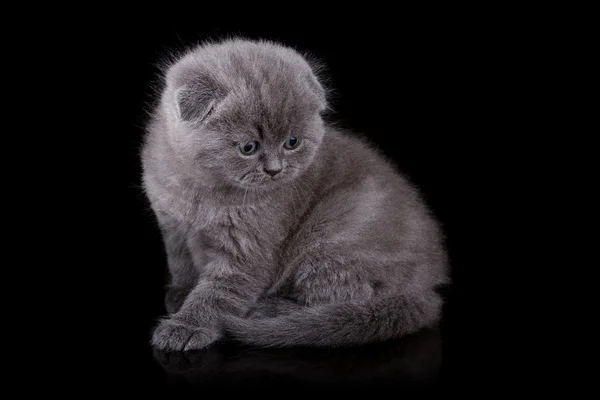 Droeve kitten — Stockfoto