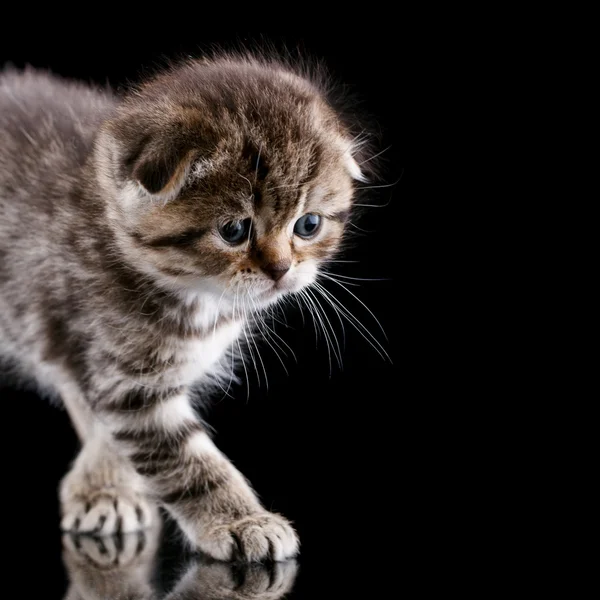 Lop-ear kitten — стоковое фото