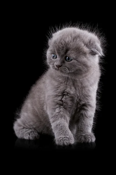 Gatinho-de-orelhas-lop — Fotografia de Stock