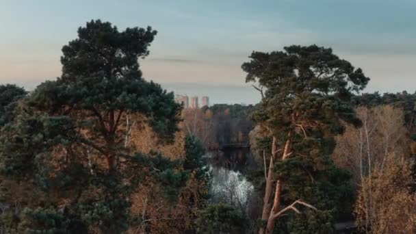 Parco urbano alberi drone shot, zoom in colpo di alberi e lago — Video Stock