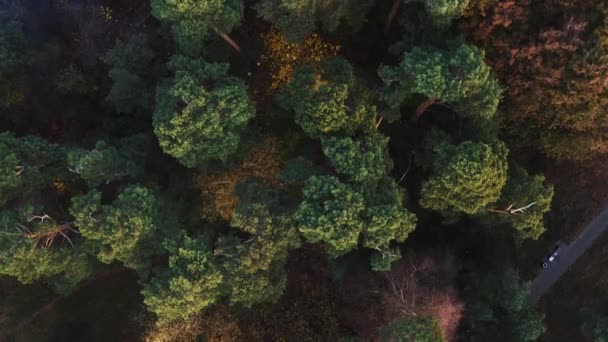 Воздушный полет над верхушкой деревьев в городской зоне парка — стоковое видео