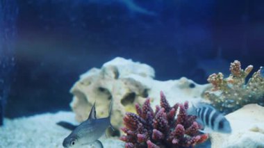 Meditasyon yapan balıklı güzel bir tatlı su akvaryumu. Evrenin uzay arka planına sahip sualtı manzarası. Su uzayı.