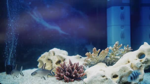 Красивий прісноводний акваріум з білим ґрунтом і медитативною рибою. Підводний пейзаж з космічним фоном Всесвіту. простір акваріума . — стокове відео