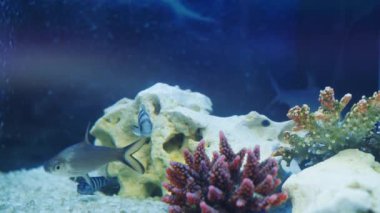 Beyaz zeminli ve meditasyon yapan balıklı güzel bir tatlı su akvaryumu. Uzay arkaplanlı sualtı manzarası. Yıldızlar. Su uzayı.