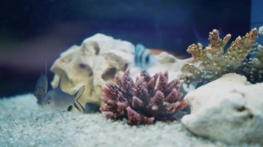 Beyaz zeminli ve meditasyon yapan balıklı güzel bir tatlı su akvaryumu. Evrenin uzay arka planına sahip sualtı manzarası. Su uzayı.