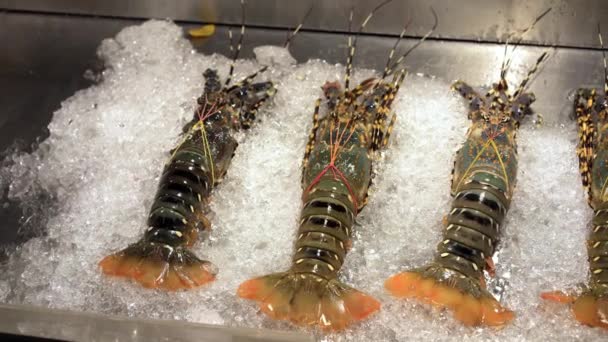 Frissen fogott tengeri herkentyűk. Ázsiai élelmiszerpiac. homár jégen. — Stock videók