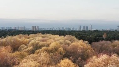 Sonbaharda sarı ve yeşil ağaçlarla ormanın üzerinde uçan drone çekimi