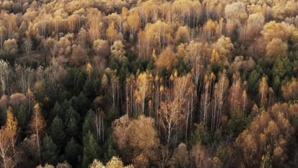 Drón lövés repül az erdő felett sárga és zöld fák ősszel — Stock videók