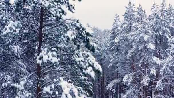 Drone kantelt het schot van het bos, bomen pieken in de sneeuw onder de witte hemel — Stockvideo