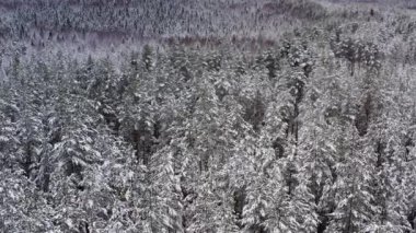 İnsansız hava aracı kar ormanlarının üzerinde uçuyor, ağaçların tepeleri karla kaplı.