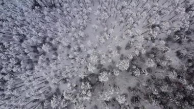 İnsansız hava aracı kar ormanlarının üzerinde uçuyor, ağaçların tepeleri karla kaplı. 