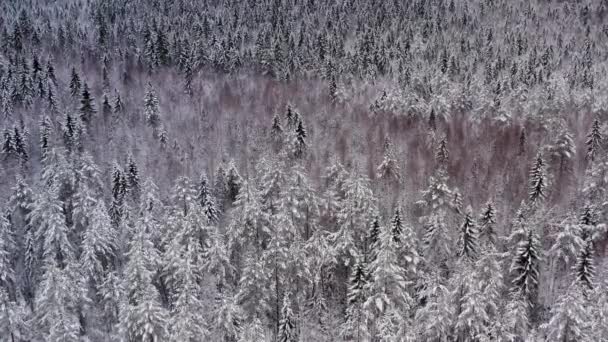 Drönare skott av snö skog, flyger upp av tallar toppar i snö — Stockvideo