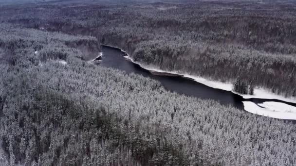 雪の森や川のドローンパンショット、白い空の下で雪の中の木のピーク — ストック動画