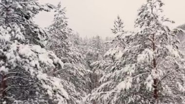 İnsansız hava aracı kar ormanlarının üzerinde uçuyor, ağaçlar beyaz gökyüzünün altında karla kaplı.