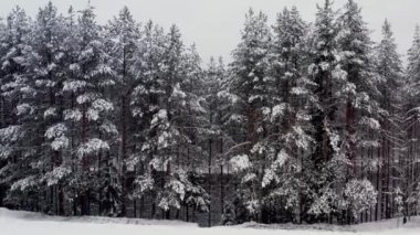 İnsansız hava aracı kar ormanlarının üzerinde uçuyor, ağaçlar beyaz gökyüzünün altında karla kaplı.