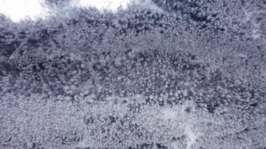 İnsansız hava aracı kar ormanlarının üzerinde uçuyor, ağaçların tepeleri karla kaplı.