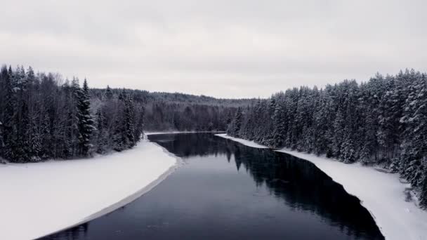 Зум дрона из снежного леса и реки, деревья в снегу под белым небом — стоковое видео