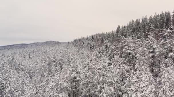 Drone flyve over sne skov, træer toppe i sne under hvid himmel – Stock-video
