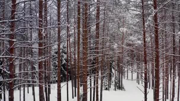 Drone inclinaison vers le haut de la forêt de pins dans la neige, route dans la forêt — Video