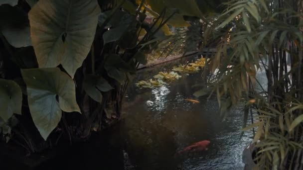 タイ・バンコクの鯉が泳ぐ中庭の小さな池のリアルタイム・メディア・ショット. — ストック動画