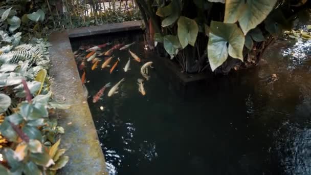 Echtzeit-Aufnahmen eines kleinen Teichs im Innenhof mit schwimmenden Koi-Karpfen in Bangkok, Thailand — Stockvideo