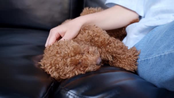 Mulher mão pet um cachorro dormindo em um sofá preto — Vídeo de Stock